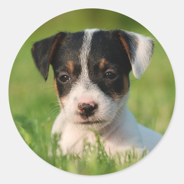 Jack Russell Terrier Welpe Runder Aufkleber (Vorderseite)
