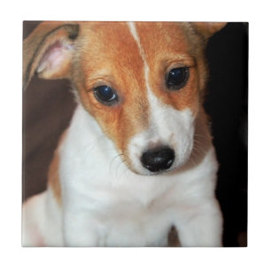 Jack-Russell-Terrier-Welpen-Hundefliese Fliese