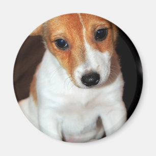 Jack-Russell-Terrier-Welpen-Hundemagnet Magnet