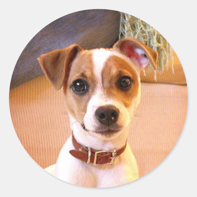 Jack Russell Terrier Welpensticker Runder Aufkleber (Vorderseite)