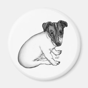 Jack Russell Welpe 10 Wochen alt Magnet