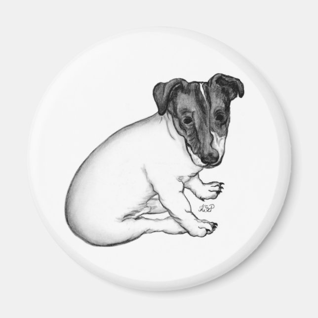 Jack Russell Welpe 10 Wochen alt Magnet (Vorne)
