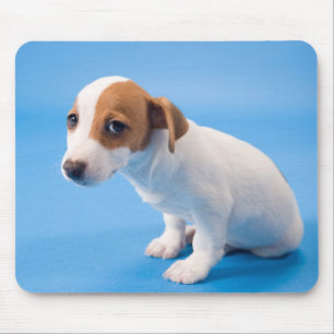 Jack-Russell-Welpe Mousepad