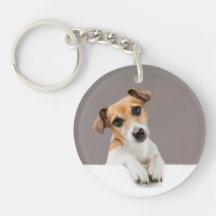 Jack Russell Welpe Süßer Anbetungswürdiger Baby Ja