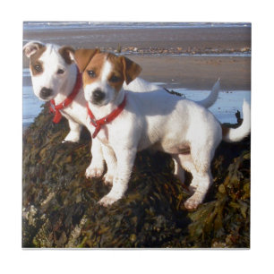Jack-Russell-Welpen Fliese