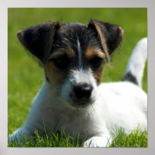 Jack-Russell-Welpen-Plakat-Druck Poster