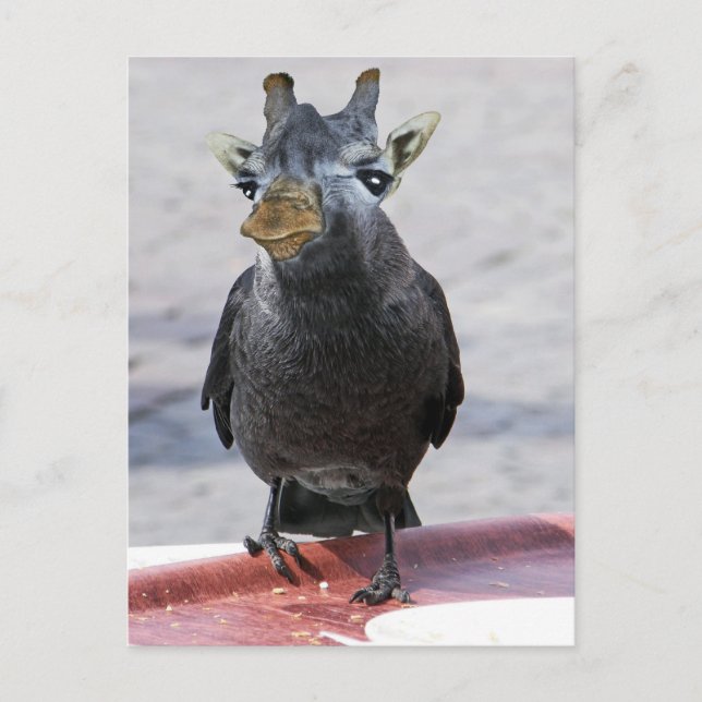 Jackaffe Postkarte (Vorderseite)