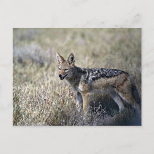 Jackal-Jagd Postkarte