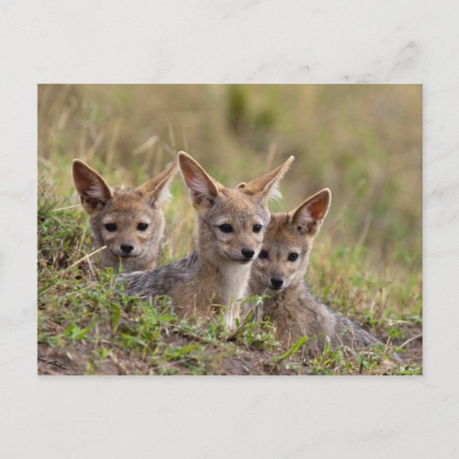 Jackal Pups Postkarte (Vorderseite)