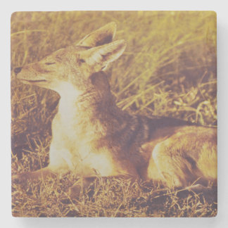 Jackal riecht nach dem Frühstück aus Safari Lodge  Steinuntersetzer