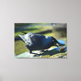 Jackdaw-Essen Leinwanddruck