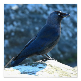 Jackdaw Fotodruck