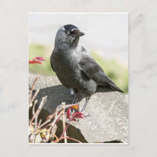 jackdaw.jpg postkarte