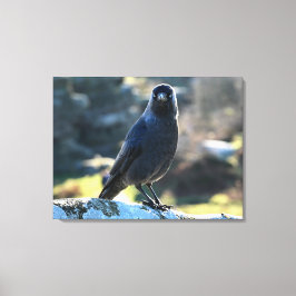 Jackdaw Leinwanddruck