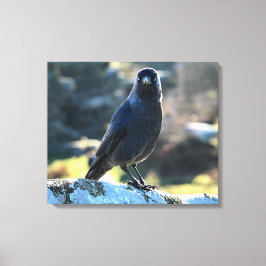 Jackdaw Leinwanddruck