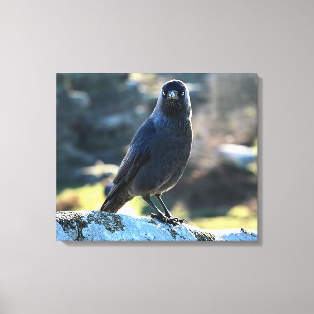Jackdaw Leinwanddruck (Vorderseite)