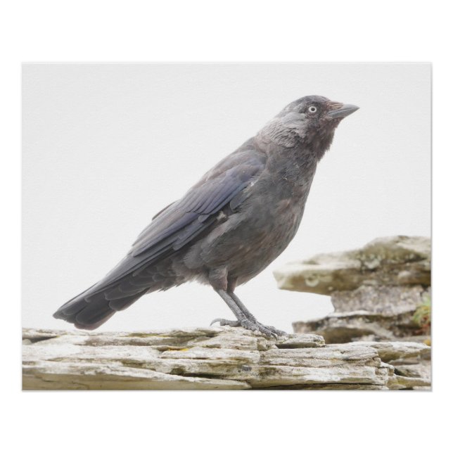 Jackdaw Poster (Vorderseite)