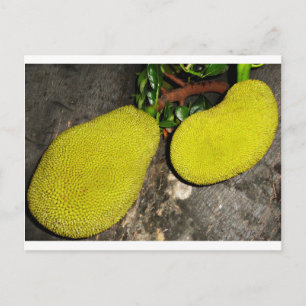 Jackfrucht Postkarte