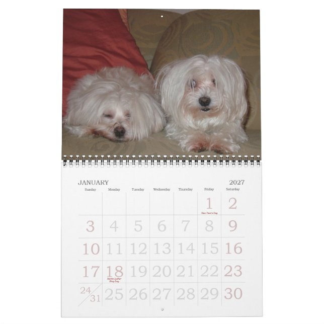 Jackie & Sassy's Wild & Krazy Adventures Kalender (Jan 2027)