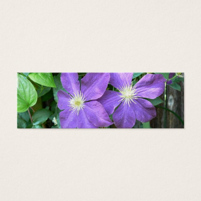 Jackmanii Clematis (Vorderseite)