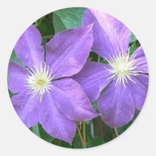 Jackmanii Clematis Runder Aufkleber