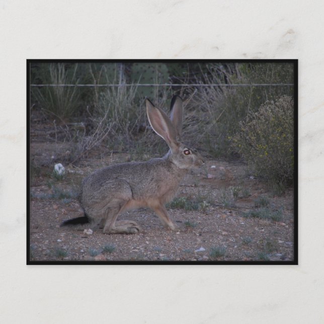 Jackrabbit Postkarte (Vorderseite)