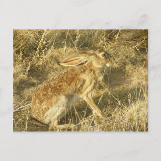 Jackrabbit Sunset Profil Postkarte