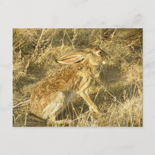Jackrabbit Sunset Profil Postkarte (Vorderseite)