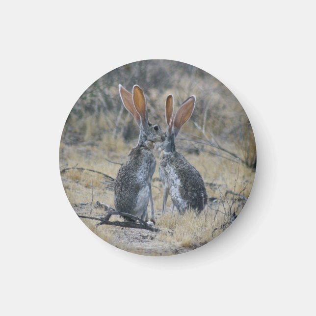 Jackrabbits Magnet (Vorne)