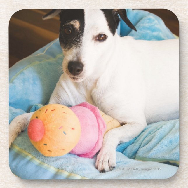 Jackrussell-Terrier, der sich hinlegt Getränkeuntersetzer (Vorderseite)
