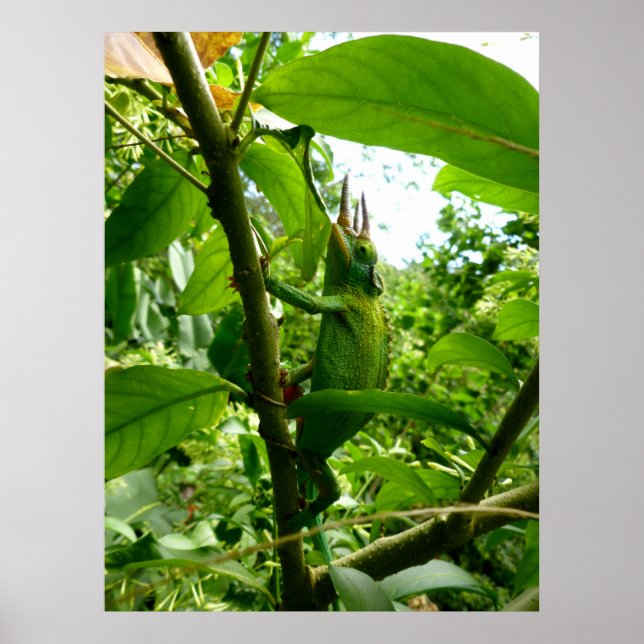 Jackson Chameleon Poster (Vorne)