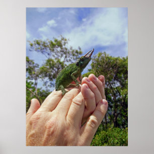 Jacksons Chamäleon Poster