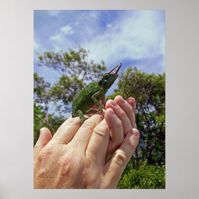 Jackson's Chameleon Poster (Vorne)