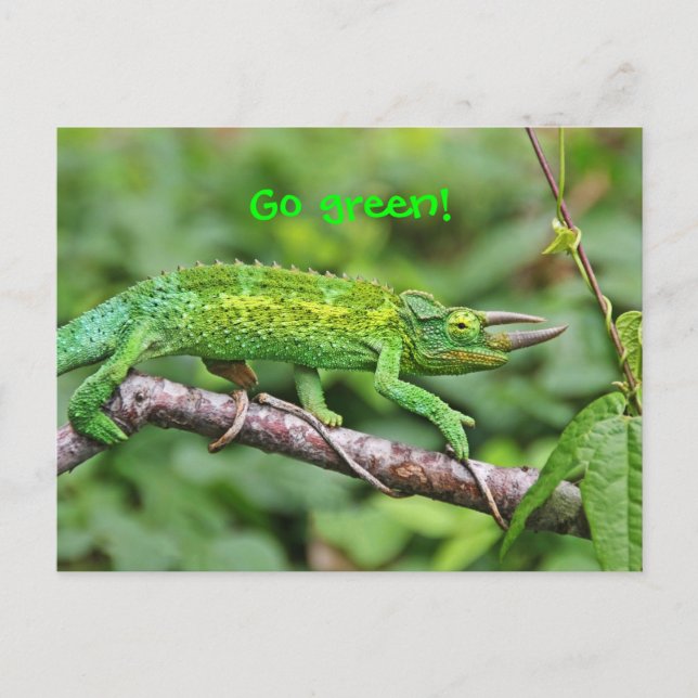 Jacksons Chameleon Postkarte (Vorderseite)