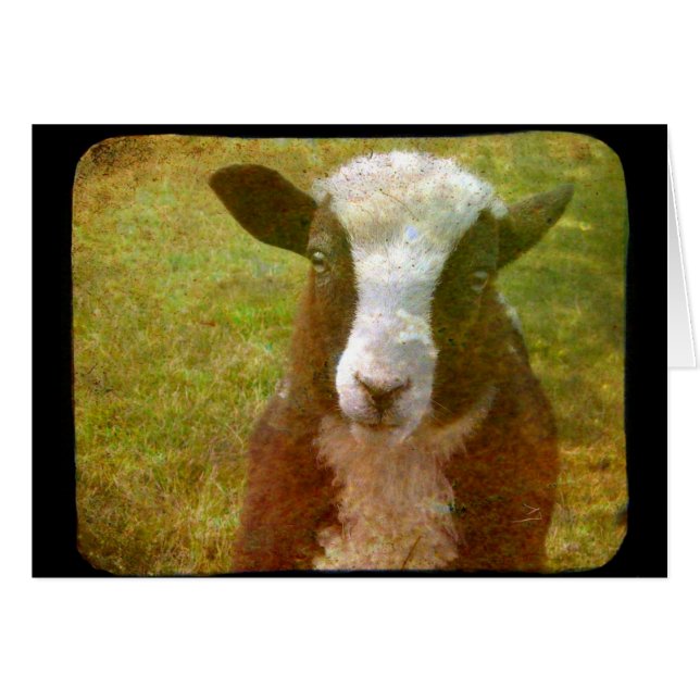Jacob-Lamm (Vorderseite (Horizontal))