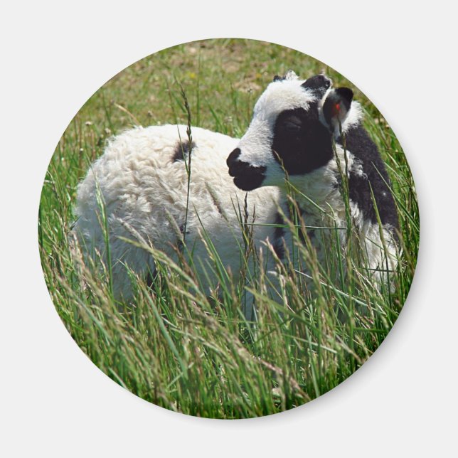 Jacob Ram Lamb Magnet (Vorne)