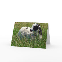 Jacob Ram Lamb Muttertag