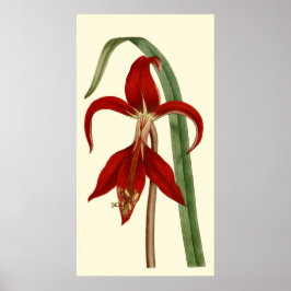 Jacobbaean Amaryllis Poster