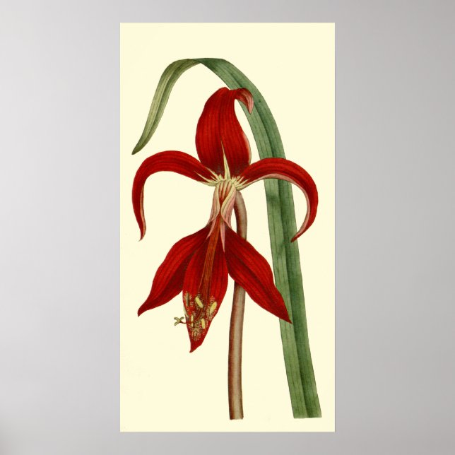 Jacobbaean Amaryllis Poster (Vorne)