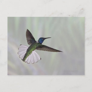 Jacobin Florisuga melivora Costa 2 Postkarte