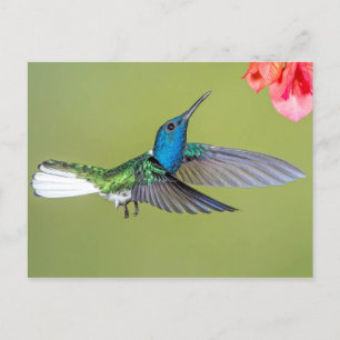 Jacobin Hummingbird im Flug Postkarte