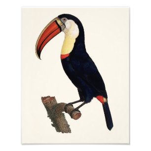 Jacques Barraband "Tucan" Parrot 1801 Reproduction Fotodruck