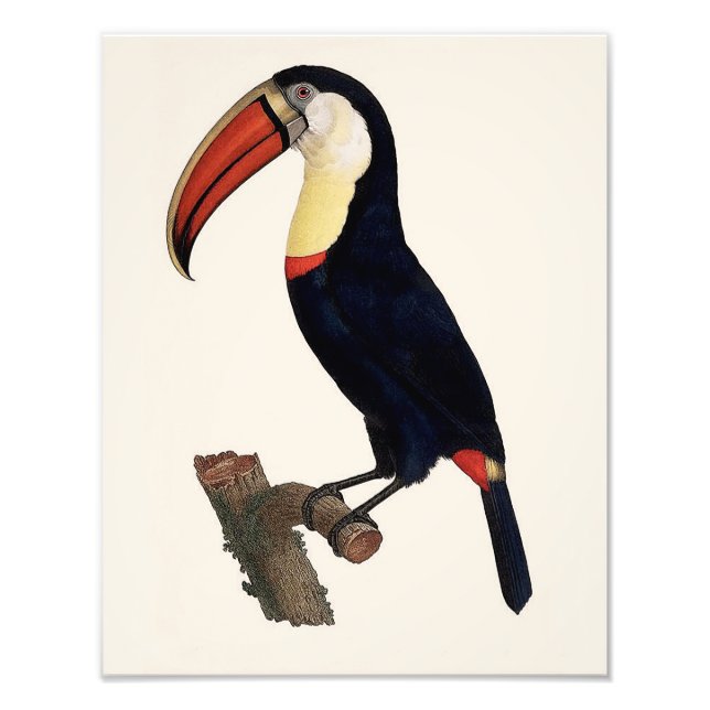 Jacques Barraband "Tucan" Parrot 1801 Reproduction Fotodruck (Vorne)