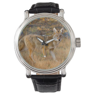 Jagd auf Kojoten (Canis Latrans) Armbanduhr