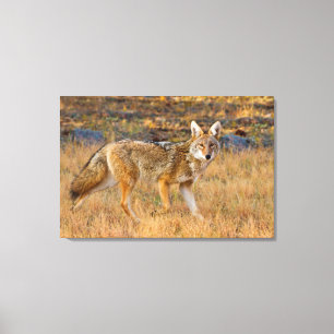 Jagd auf Kojoten (Canis Latrans) Leinwanddruck