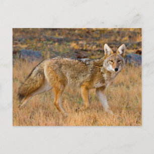 Jagd auf Kojoten (Canis Latrans) Postkarte