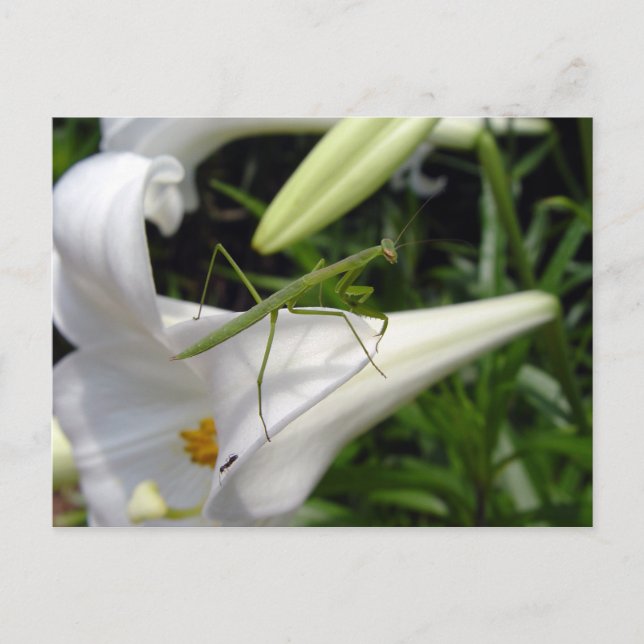 Jagd auf Mantis auf Blume Postkarte (Vorderseite)