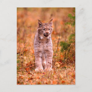Jagd auf Rotluchs   Herbstwald Postkarte