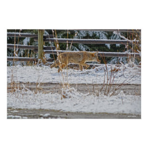 Jagd Coyote und Winter Snow Wildlife Foto Poster