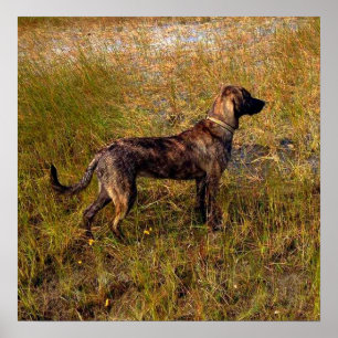 Jagdhund im Feuchtgebiet Poster